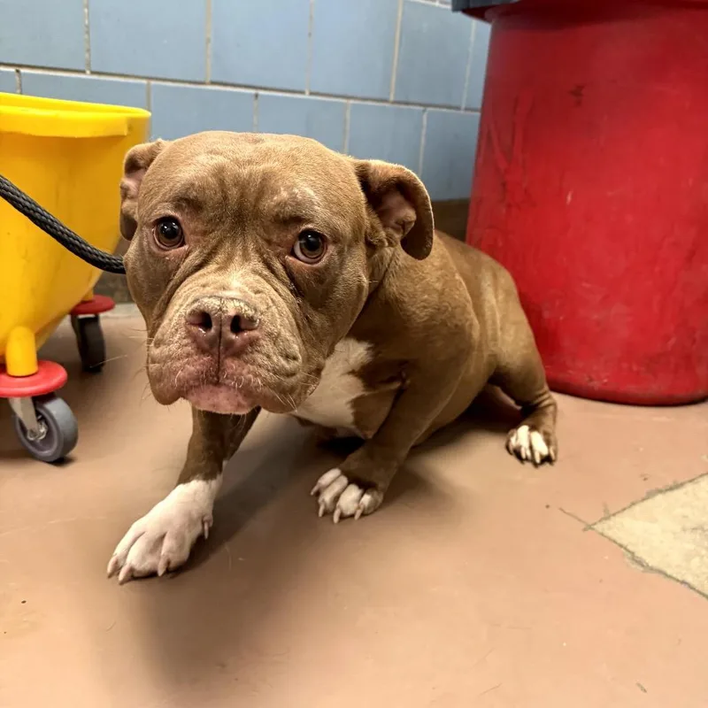 Fishy Friend thumbnail 2