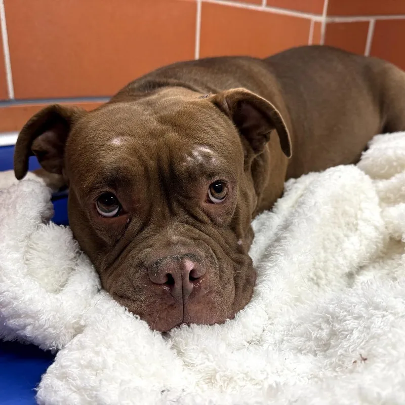 Fishy Friend thumbnail 3