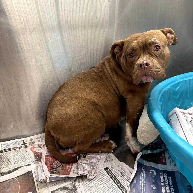 Fishy Friend thumbnail 5