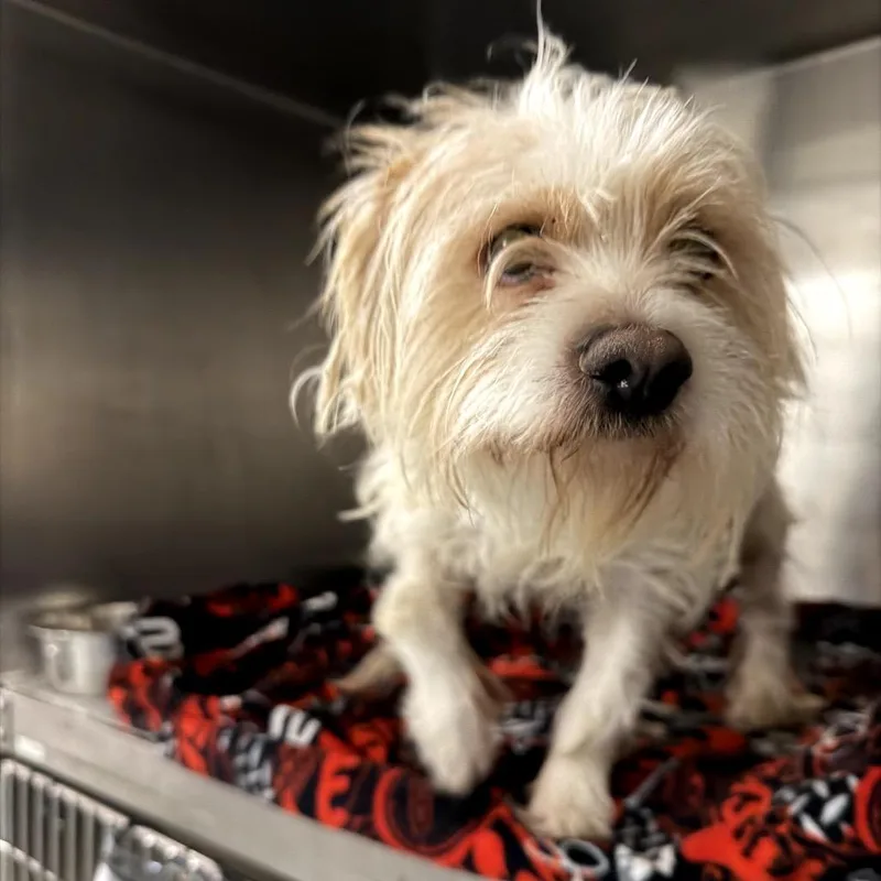 Canada Goose thumbnail 2