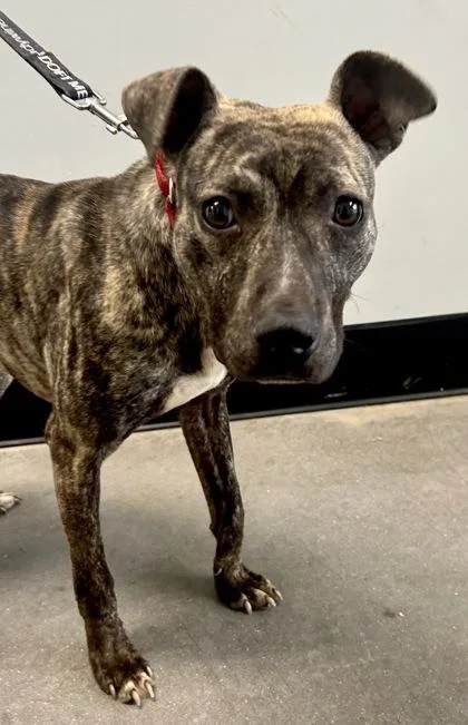 Owen Jenkins Fka Dog