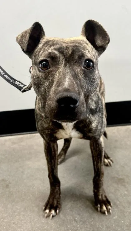 Owen Jenkins Fka Dog thumbnail 2