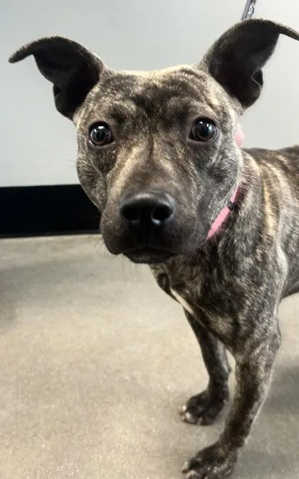 M`lynn Eatenton Fka Dog thumbnail 2