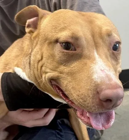 Drum Eatenton Fka Dog