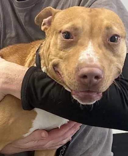 Drum Eatenton Fka Dog thumbnail 2