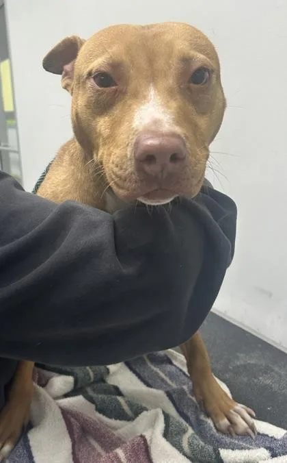 Drum Eatenton Fka Dog thumbnail 3