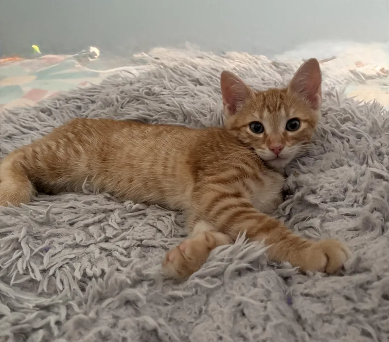 Prince Naveen thumbnail 2