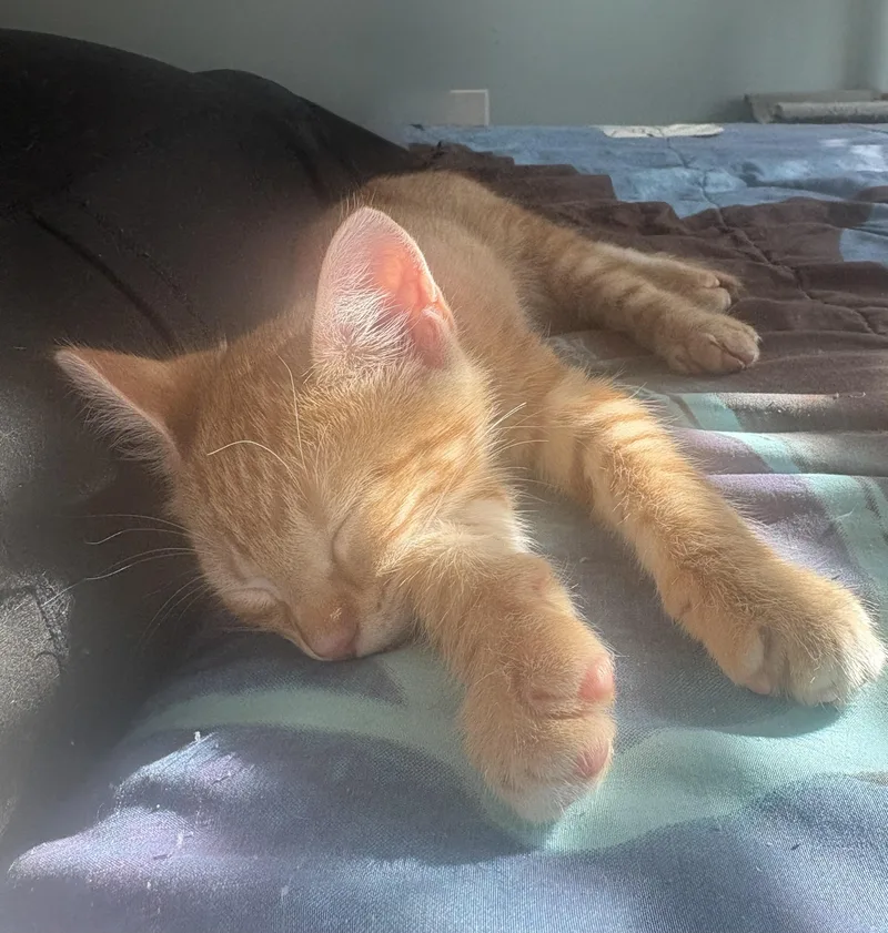 Prince Naveen thumbnail 3