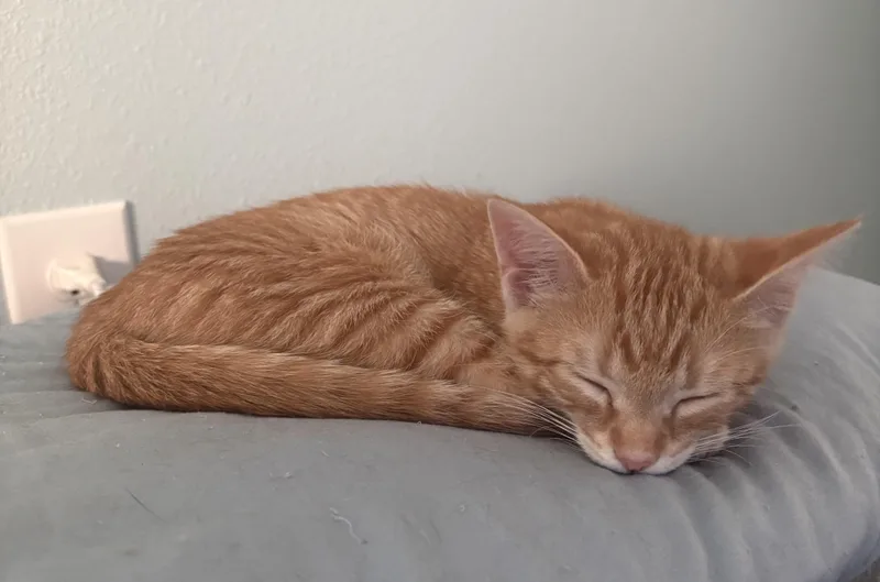 Prince Naveen thumbnail 4