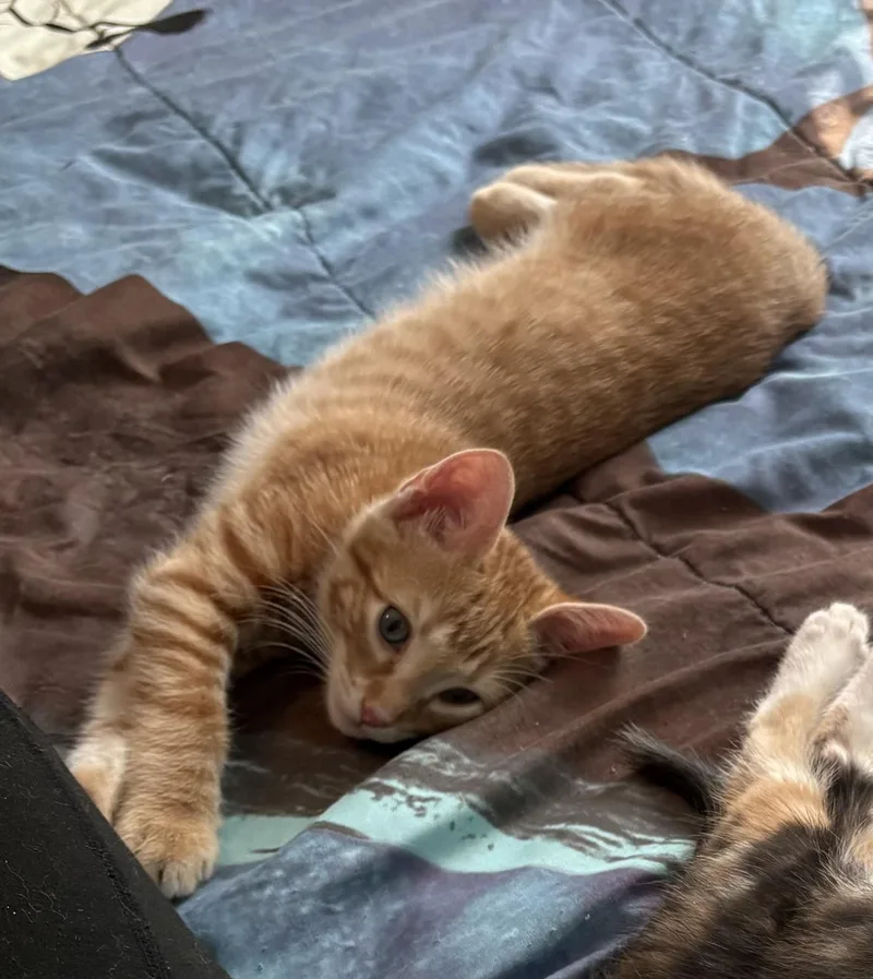 Prince Naveen thumbnail 5