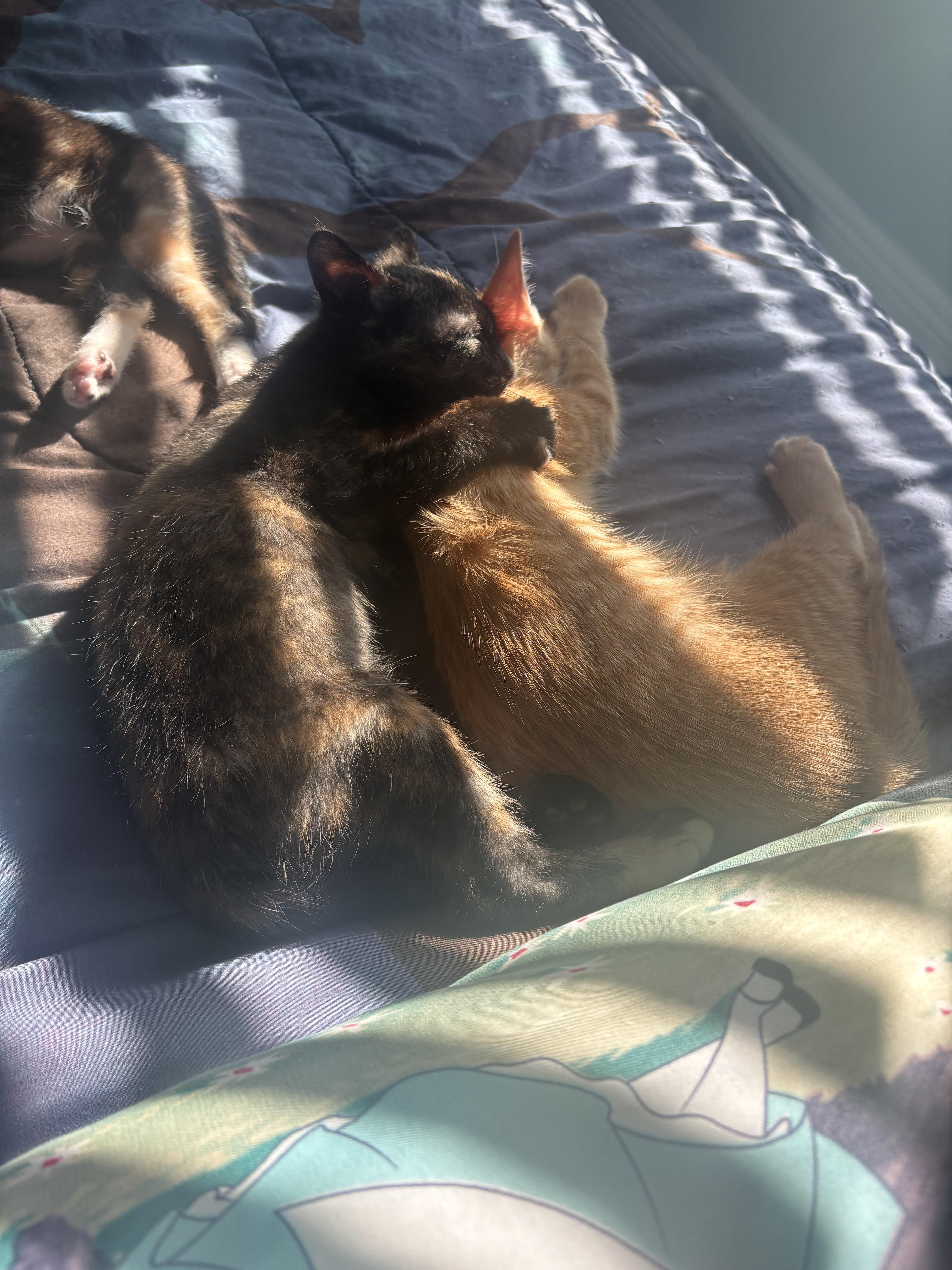 Prince Naveen thumbnail 6