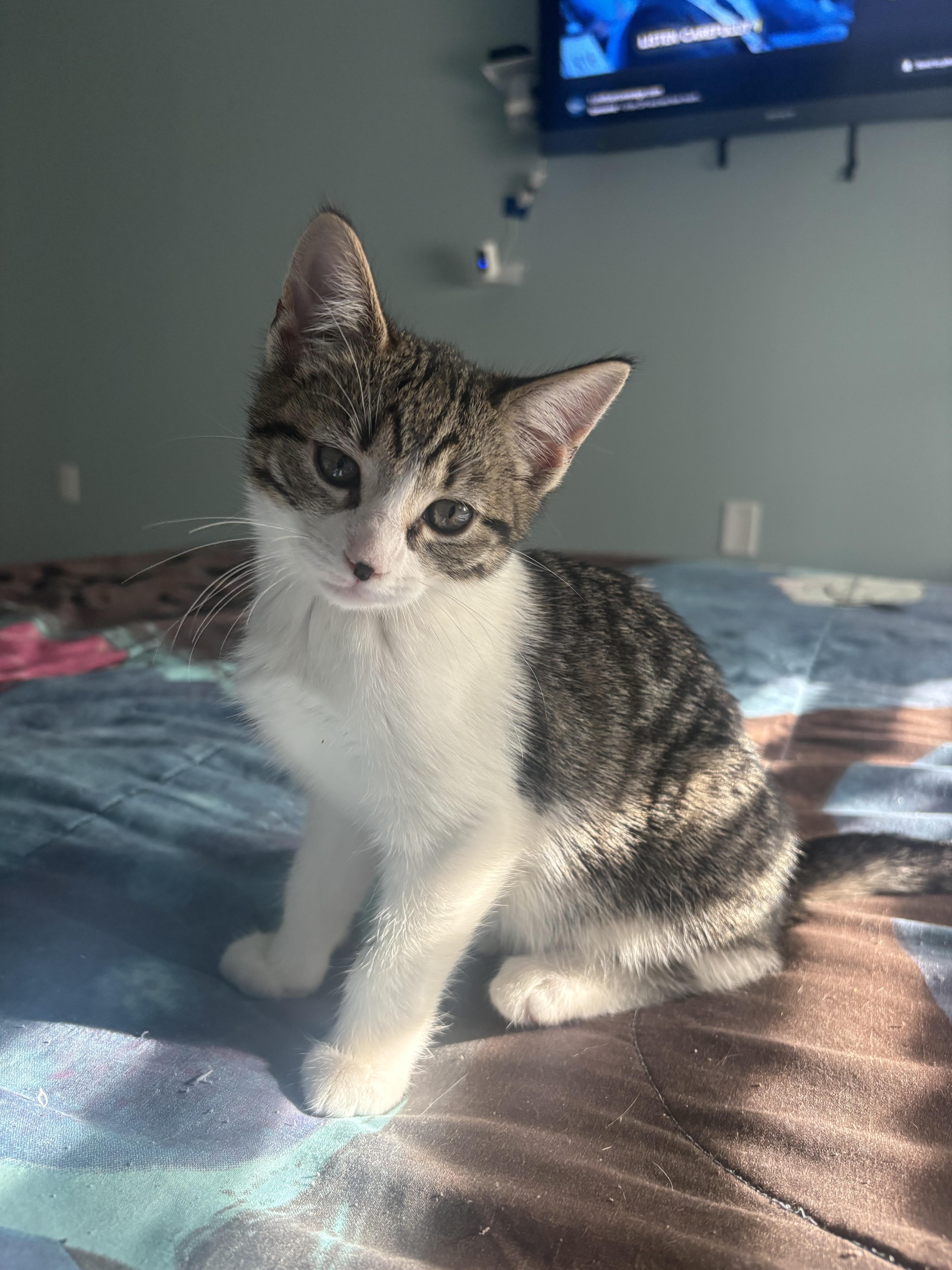 Evangeline thumbnail 4