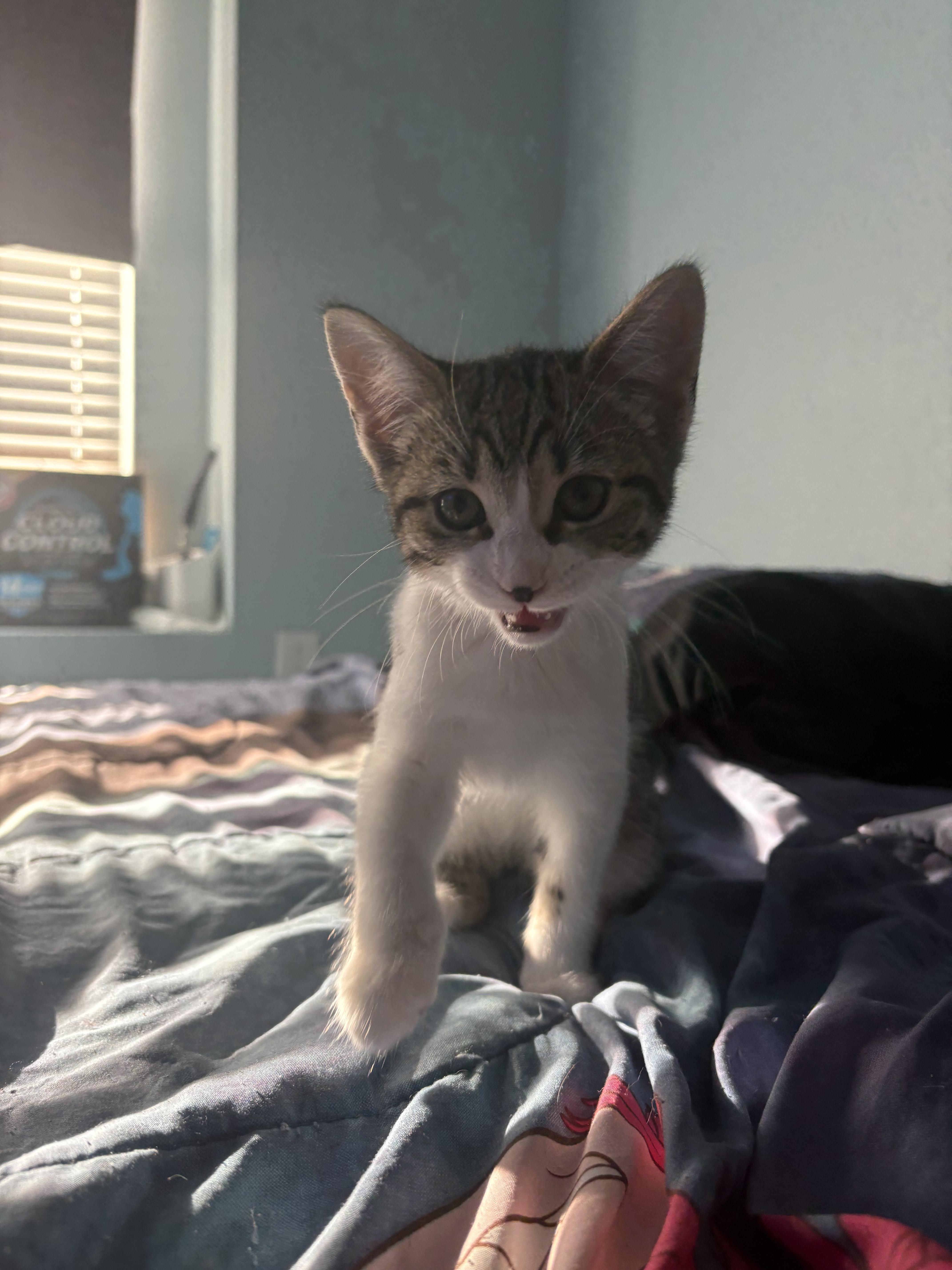 Evangeline thumbnail 6