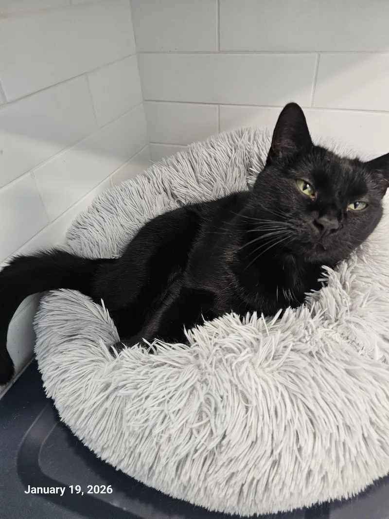 Leona Lion thumbnail 2