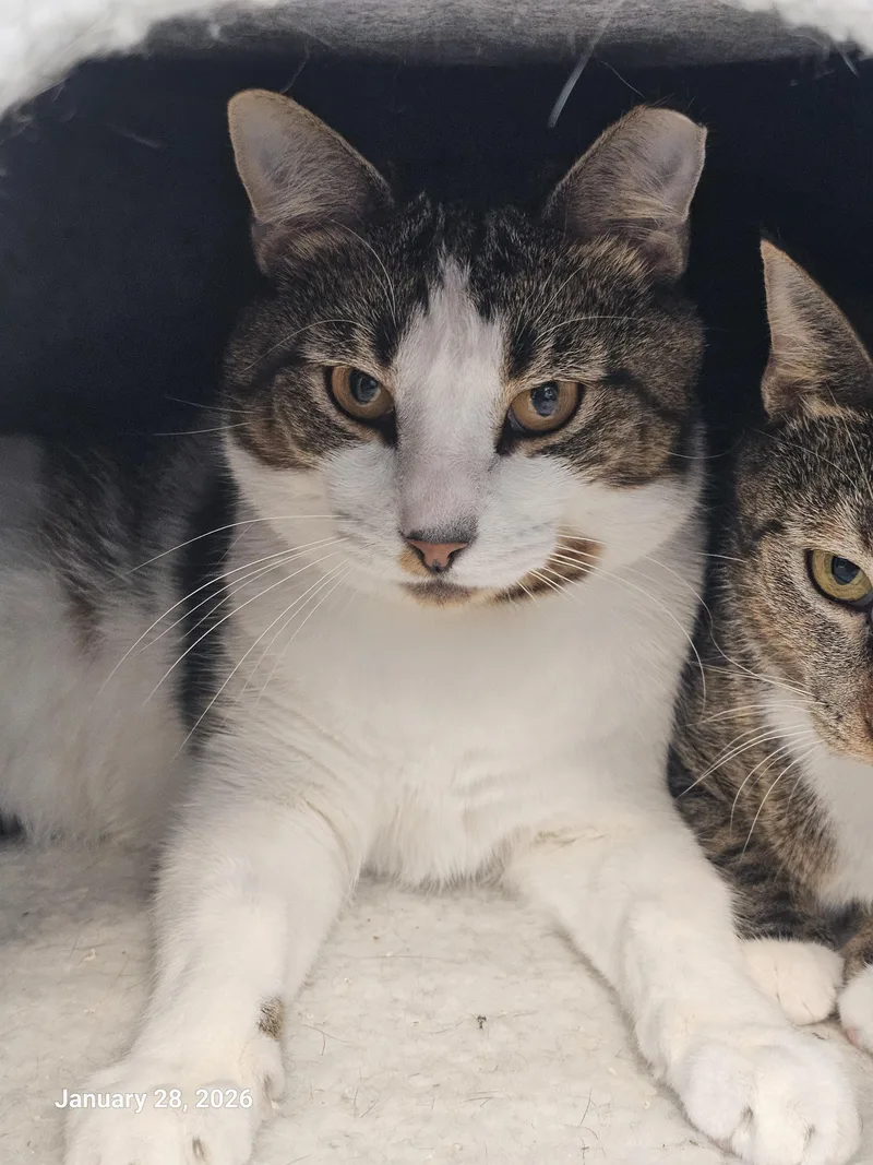 Lionel Lion thumbnail 2