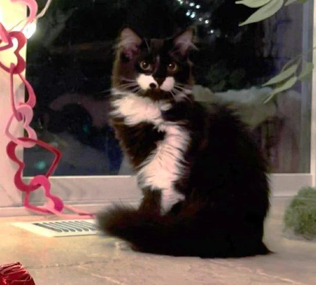 Pippy And Ziggy thumbnail 2