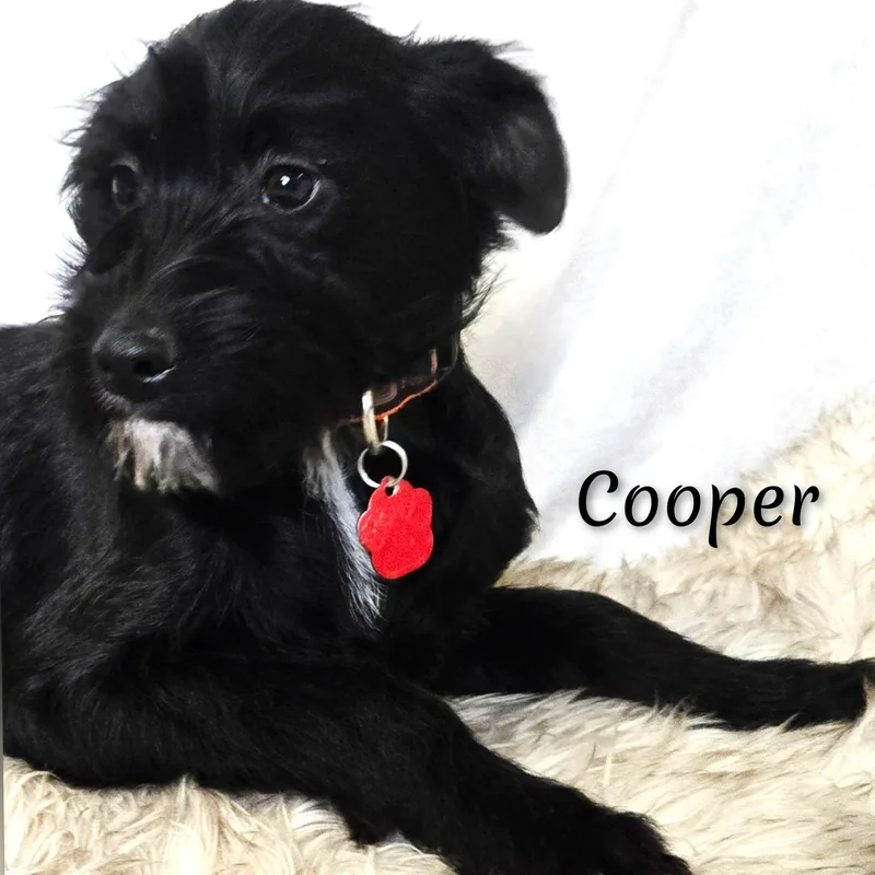 Cooper thumbnail 4