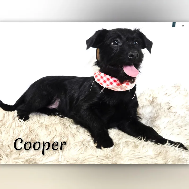 Cooper thumbnail 5