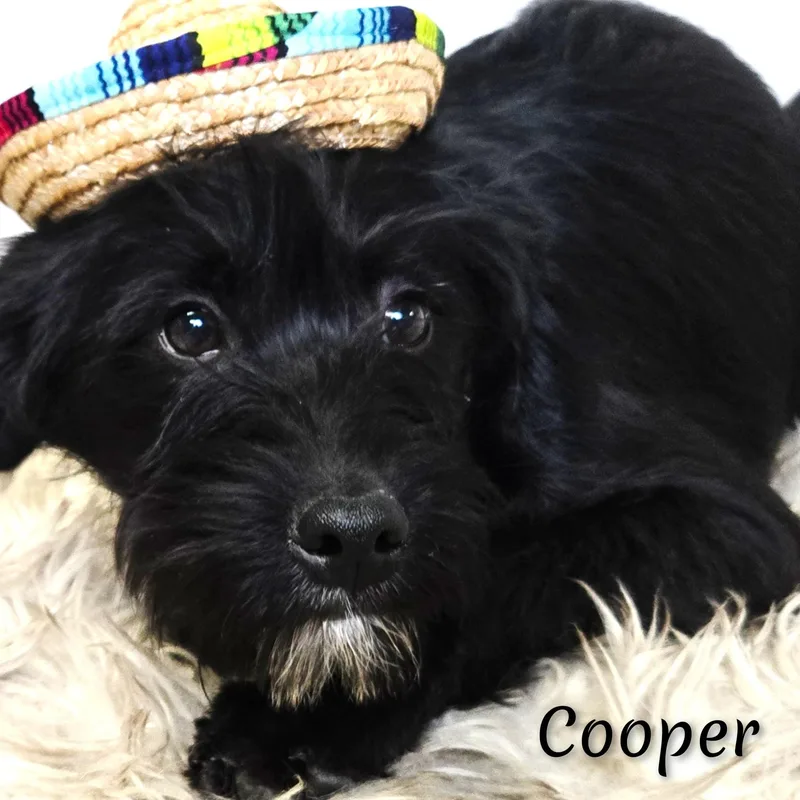 Cooper thumbnail 6
