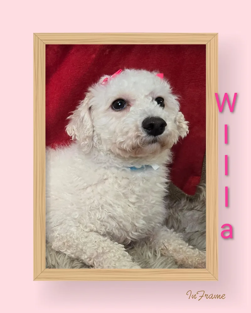 Willa thumbnail 2