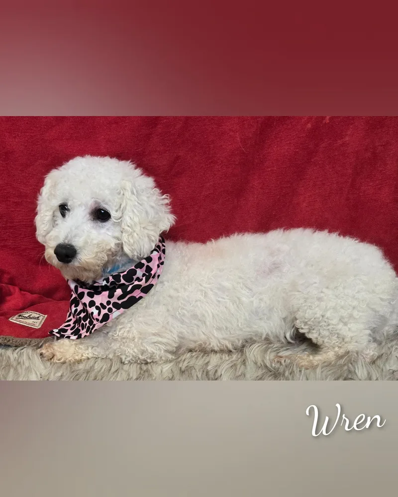 Wren thumbnail 2