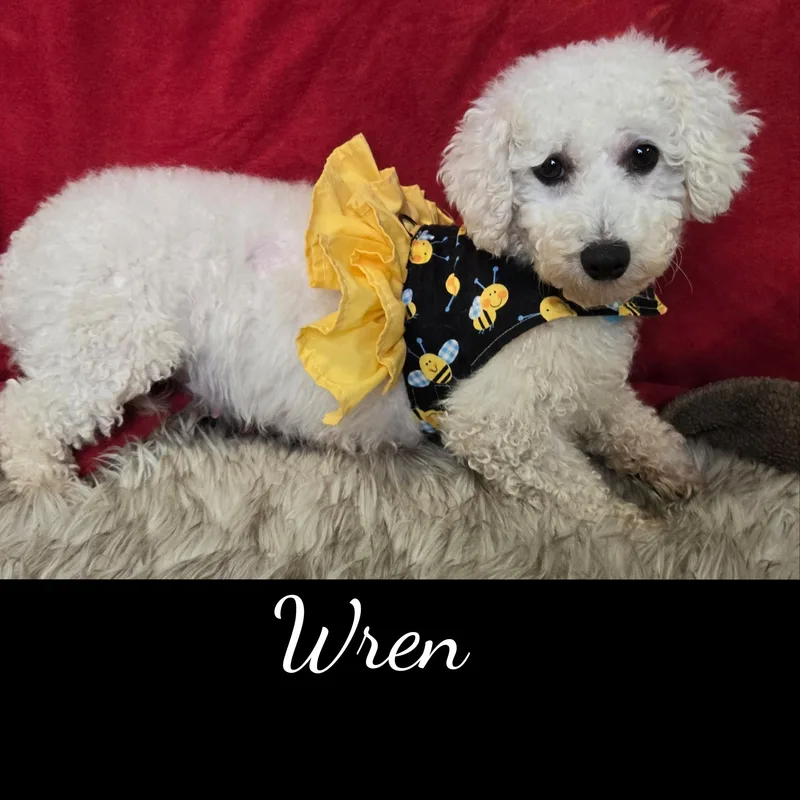 Wren thumbnail 4
