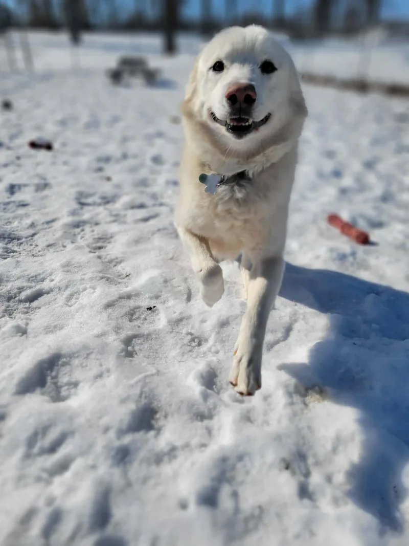 Pooh Bear thumbnail 2