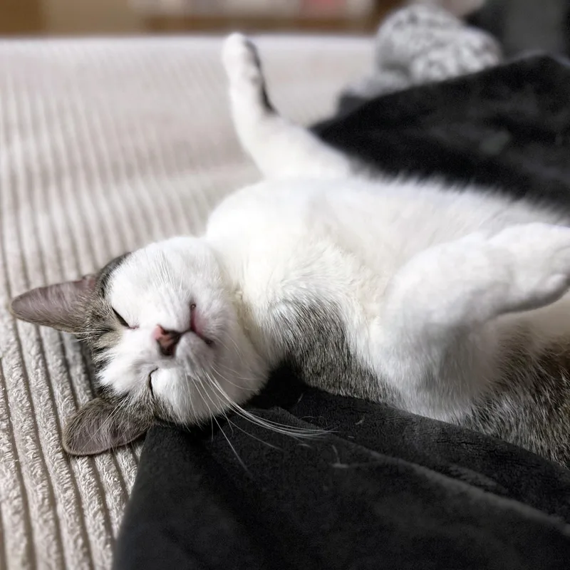 Cucumber thumbnail 2