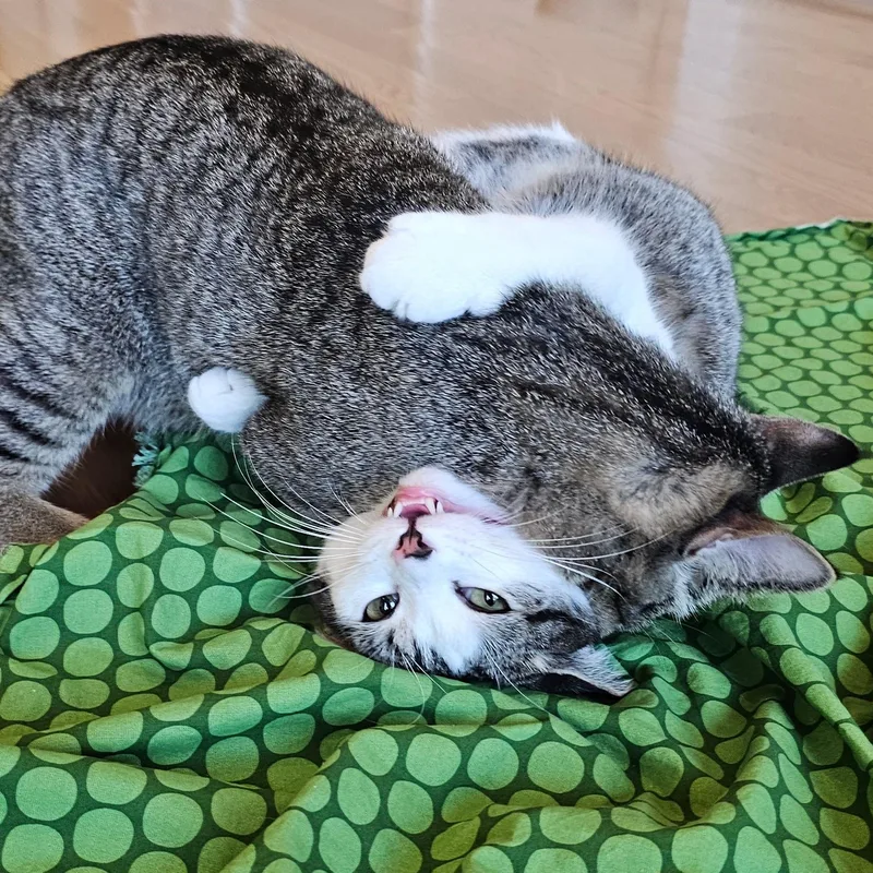 Cucumber thumbnail 3