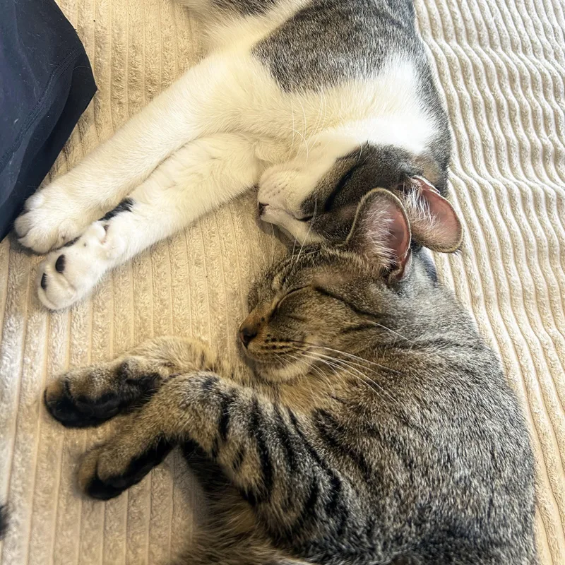 Cucumber thumbnail 4