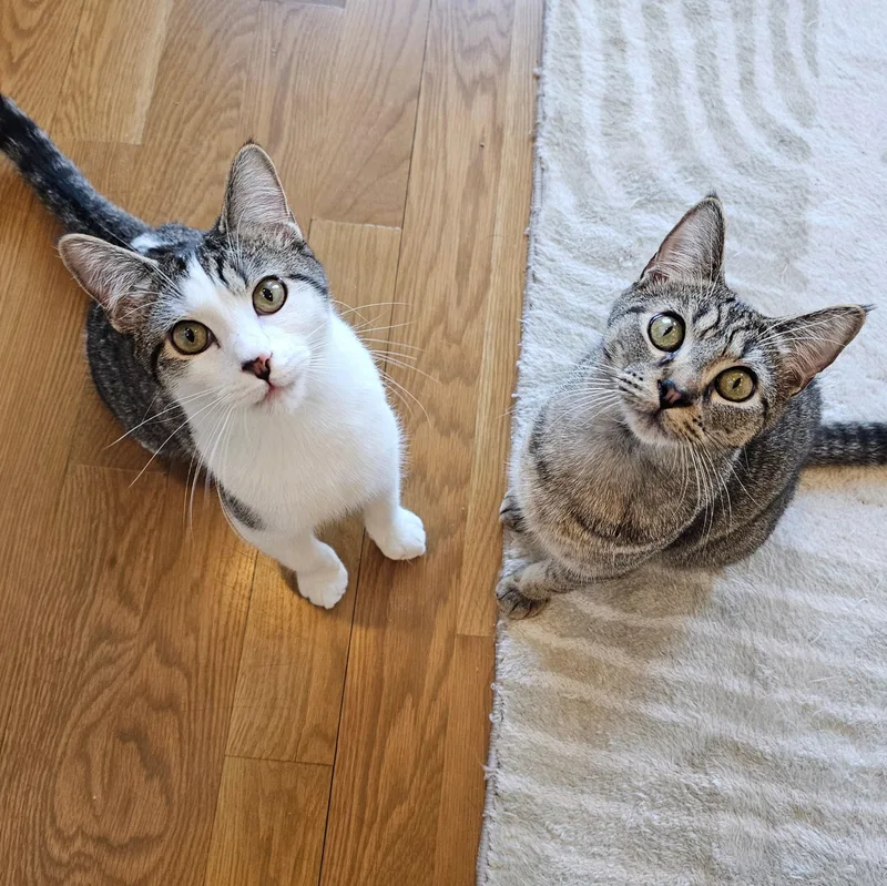 Cucumber thumbnail 5