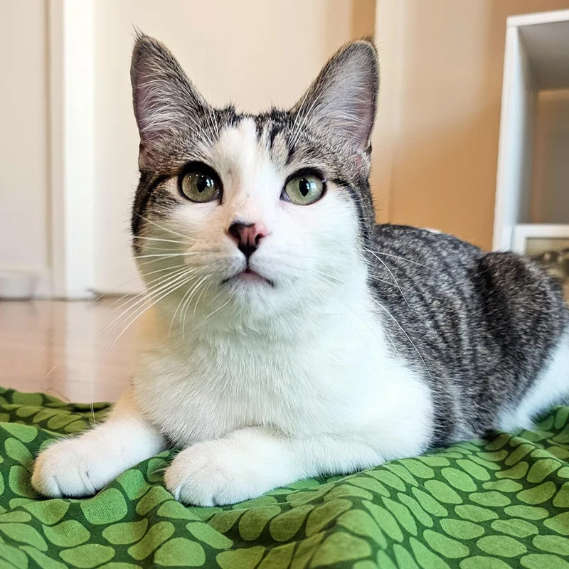 Cucumber thumbnail 6