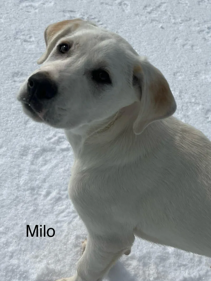 Milo Come Meet!