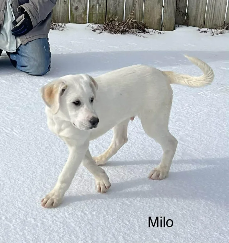 Milo Come Meet! thumbnail 2