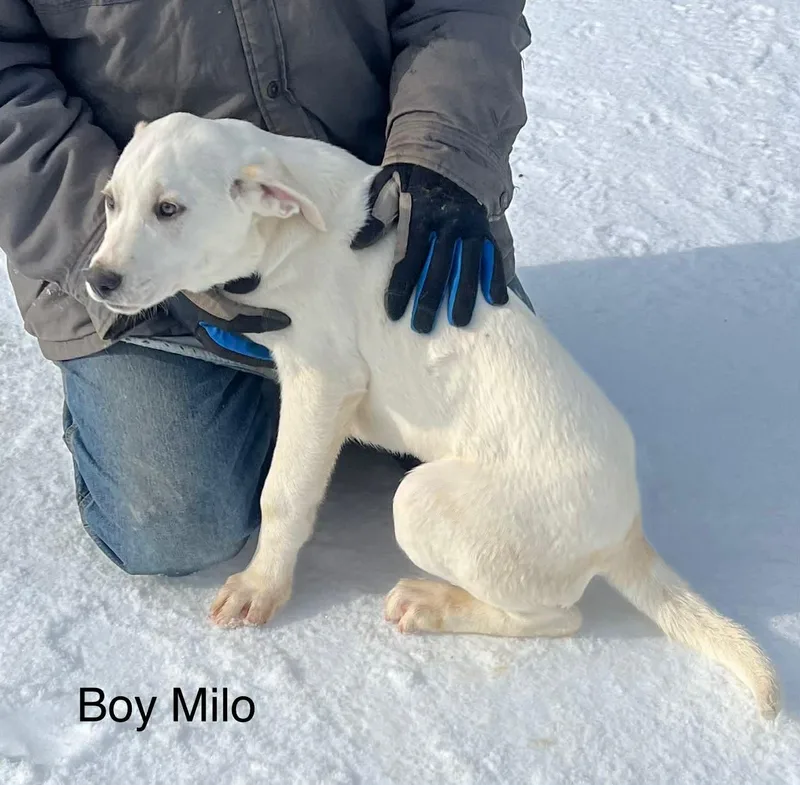 Milo Come Meet! thumbnail 3