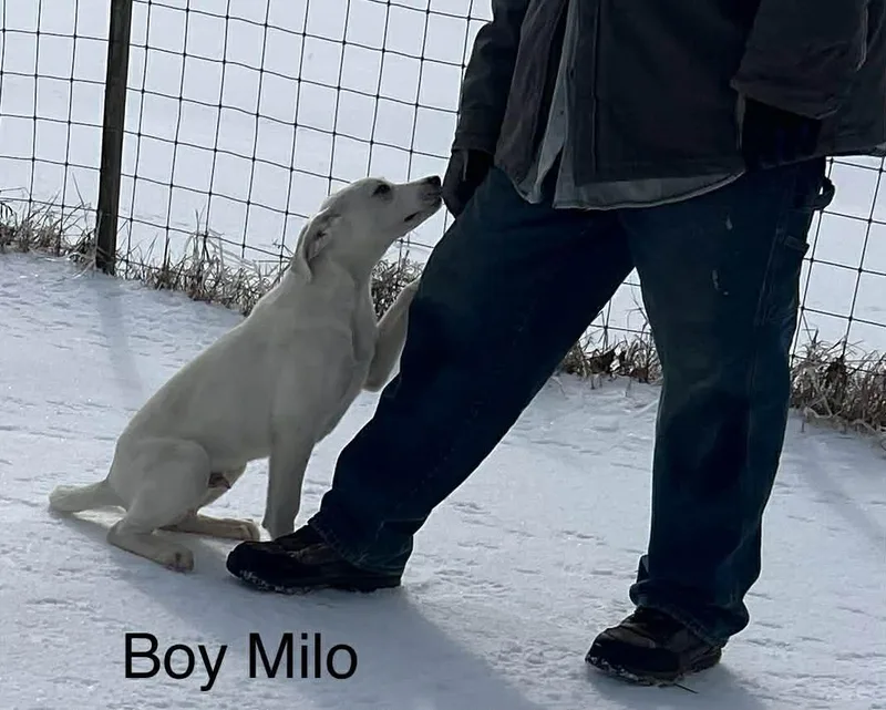 Milo Come Meet! thumbnail 4