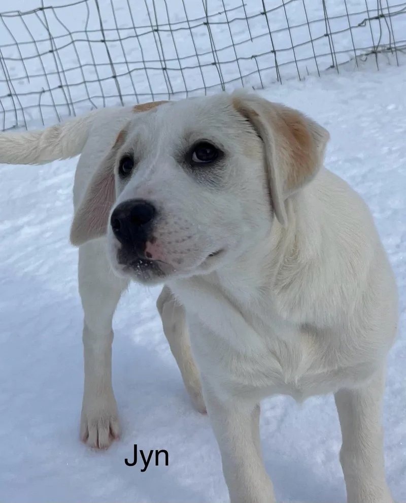 Jyn  Come Meet thumbnail 2