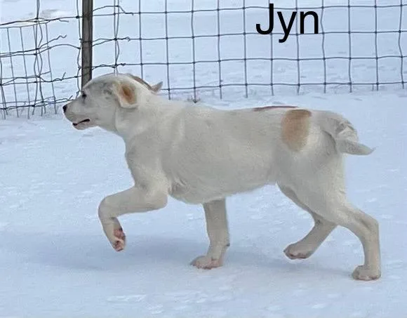 Jyn  Come Meet thumbnail 3