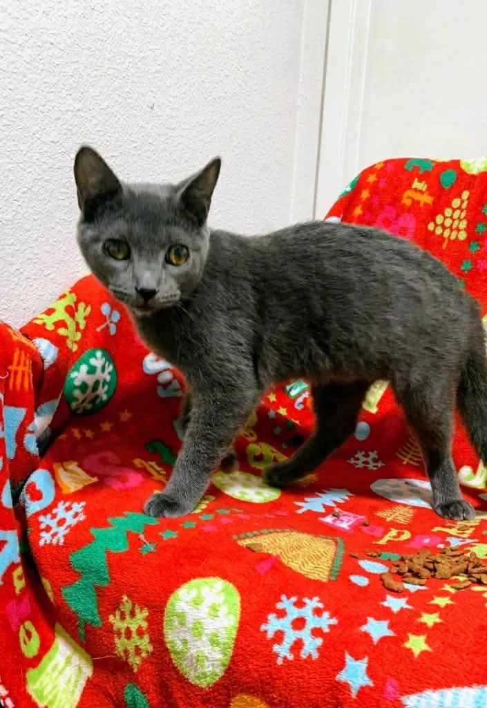 Hercules thumbnail 2