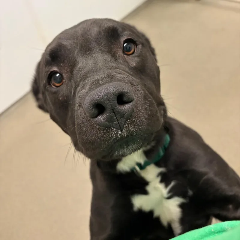 Sunflower thumbnail 2