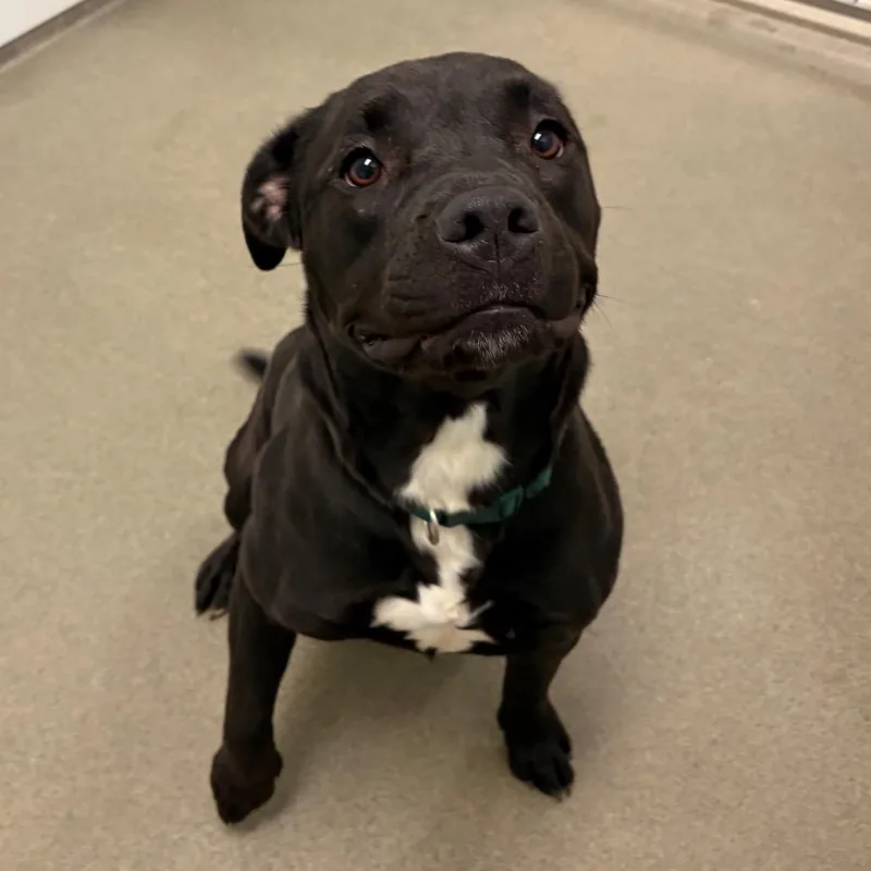 Sunflower thumbnail 3