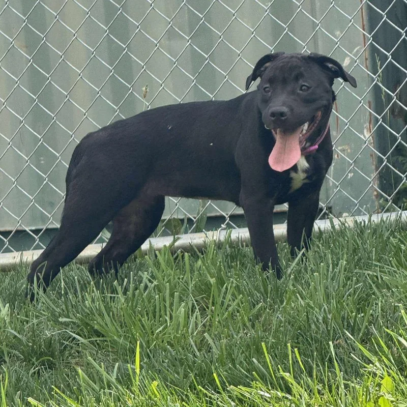 Sunflower thumbnail 4