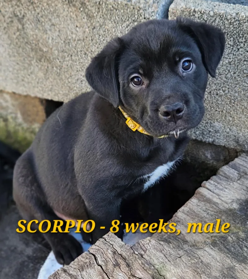 Scorpio