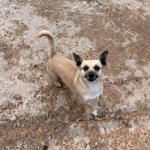 Hazelnut thumbnail 2