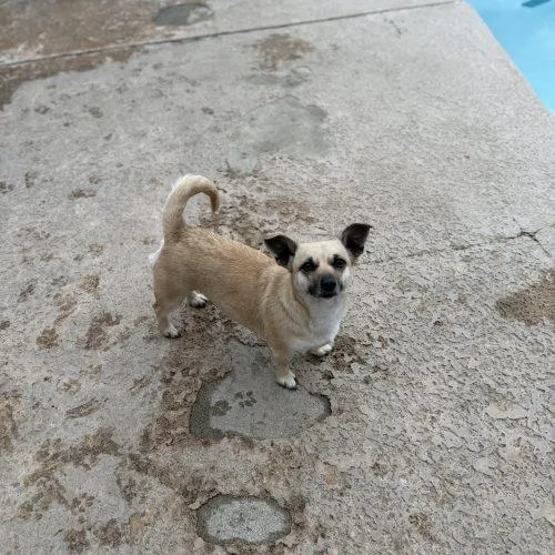 Hazelnut thumbnail 3