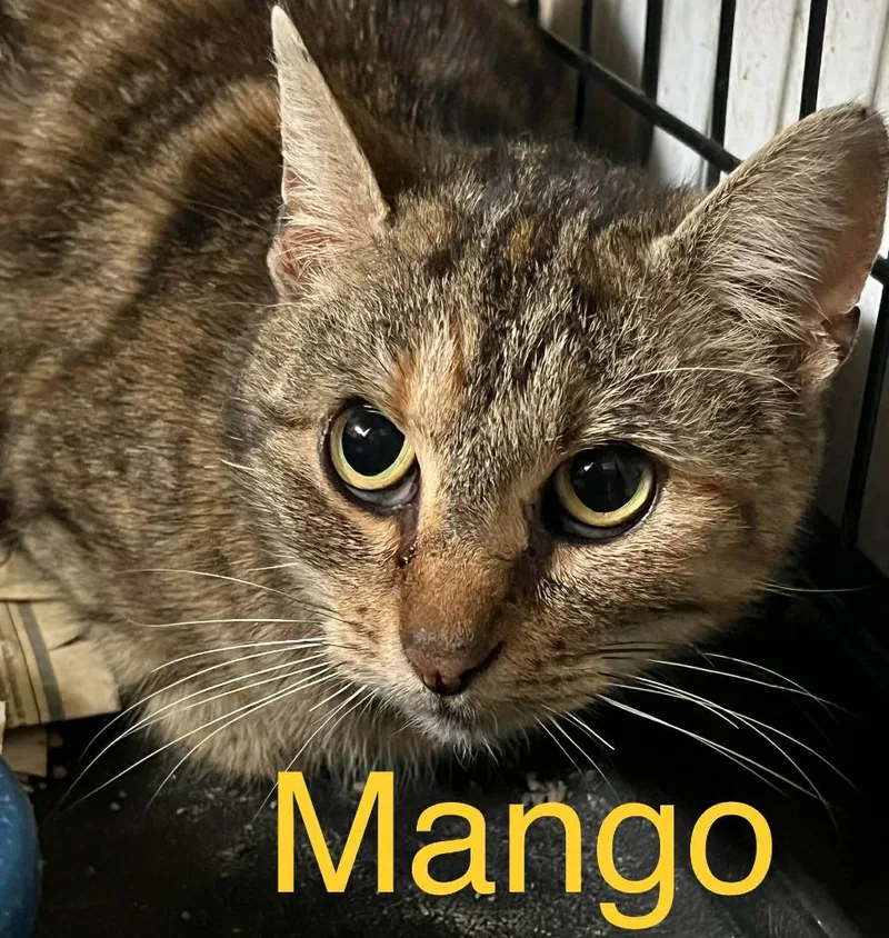Mango
