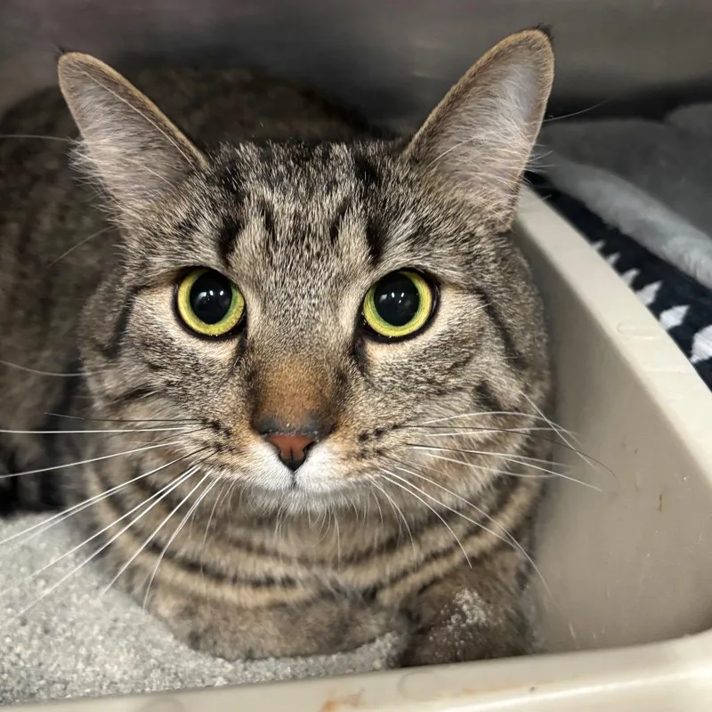 Meatball C thumbnail 2