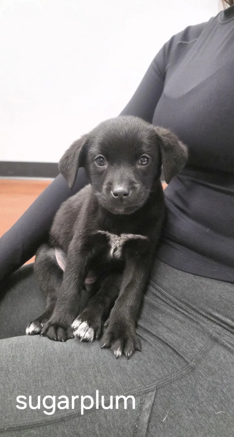 Sugarplum thumbnail 2