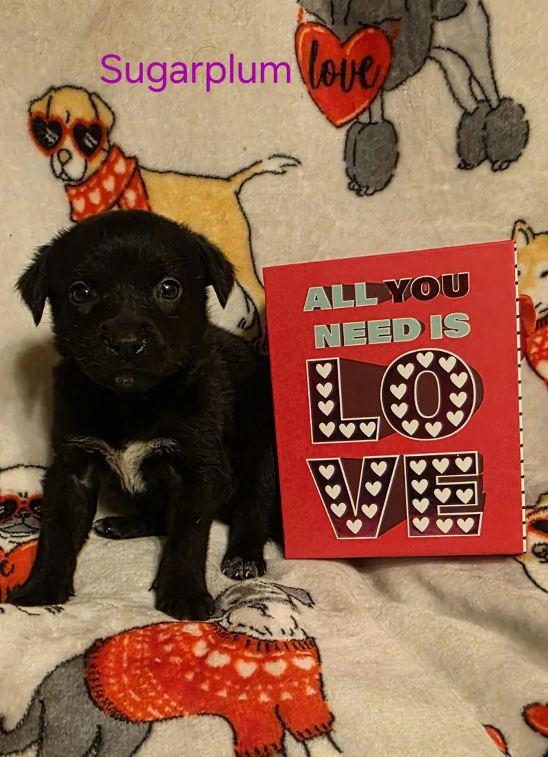 Sugarplum thumbnail 3