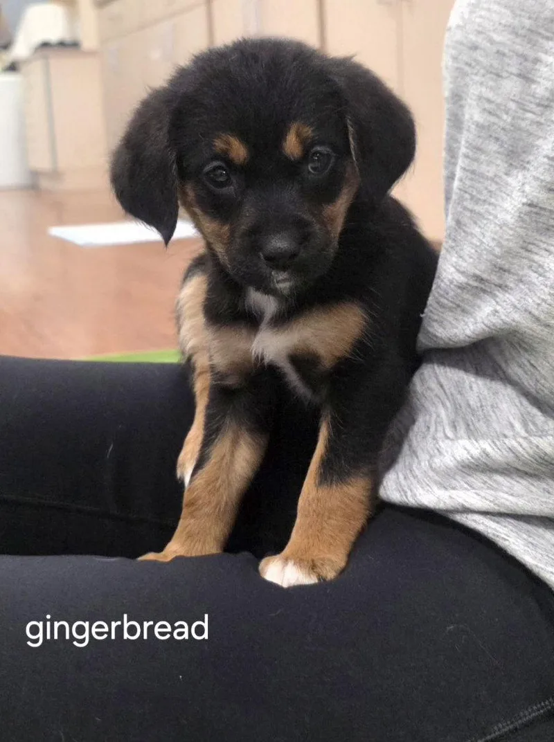 Gingerbread thumbnail 2